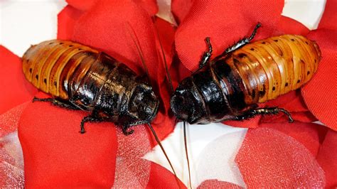 gifts that are similar to bronx zoo hissing cockroach